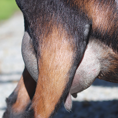 Lesperance Taco Tuesday 